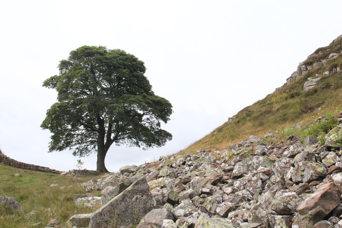 Sycamore Gap 3 June 2018 by Dave Strother